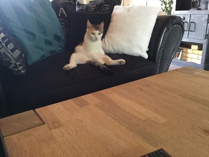 People Are Sharing Pics Of Their Cats Acting Weird (Add Yours)