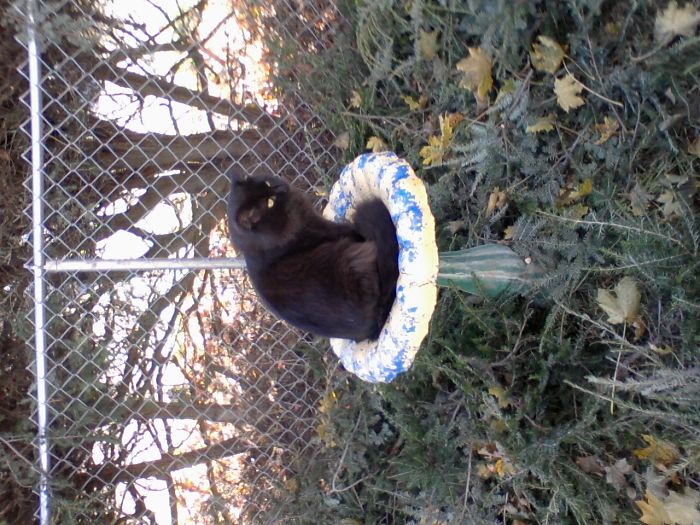 People Are Sharing Pics Of Their Cats Acting Weird (Add Yours)