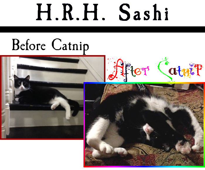 People Are Sharing Pics Of Their Cats Acting Weird (Add Yours)