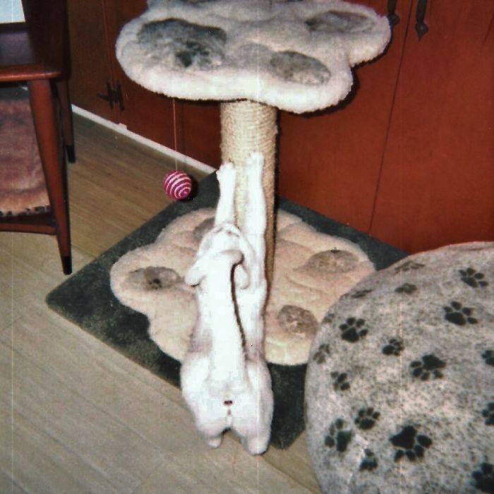 People Are Sharing Pics Of Their Cats Acting Weird (Add Yours)