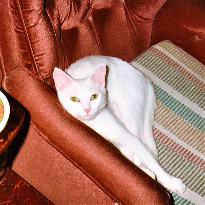 People Are Sharing Pics Of Their Cats Acting Weird (Add Yours)