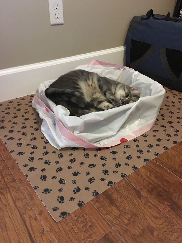 People Are Sharing Pics Of Their Cats Acting Weird (Add Yours)