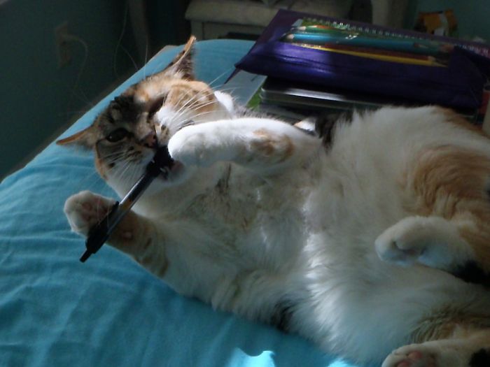 People Are Sharing Pics Of Their Cats Acting Weird (Add Yours)