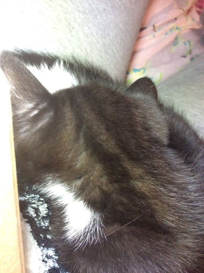 People Are Sharing Pics Of Their Cats Acting Weird (Add Yours)