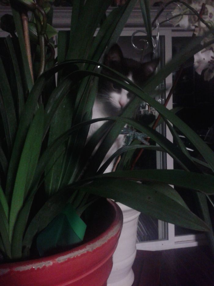 People Are Sharing Pics Of Their Cats Acting Weird (Add Yours)