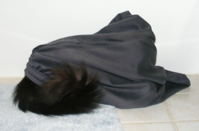 People Are Sharing Pics Of Their Cats Acting Weird (Add Yours)