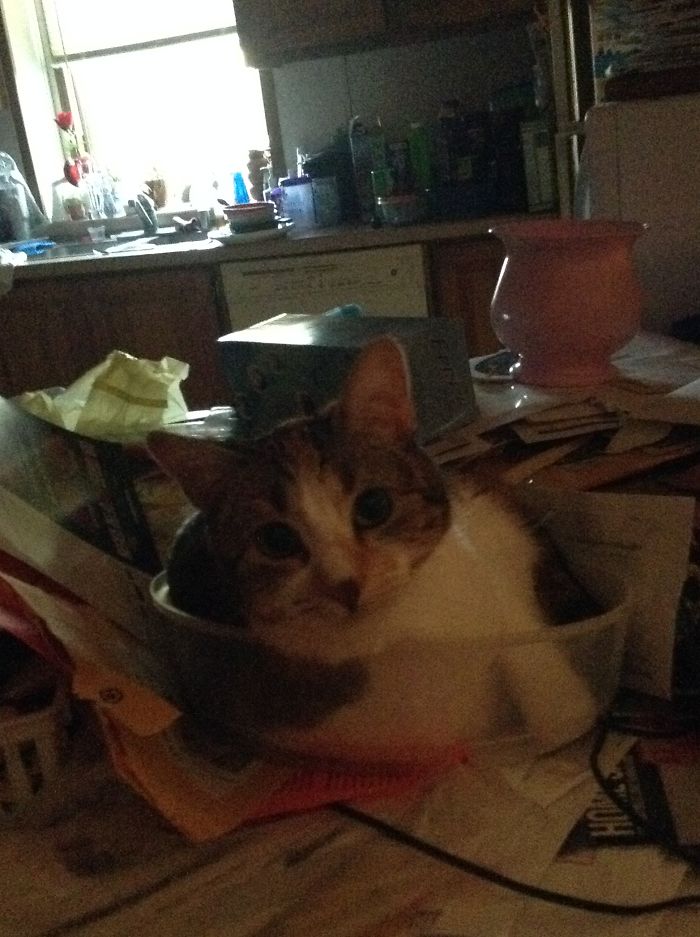 People Are Sharing Pics Of Their Cats Acting Weird (Add Yours)