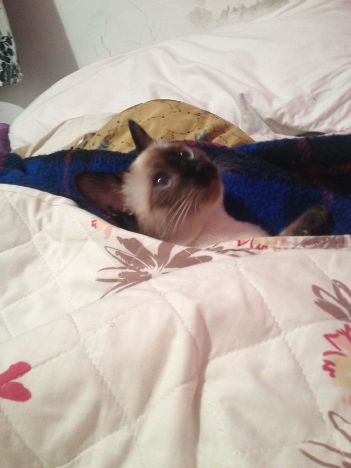 People Are Sharing Pics Of Their Cats Acting Weird (Add Yours)