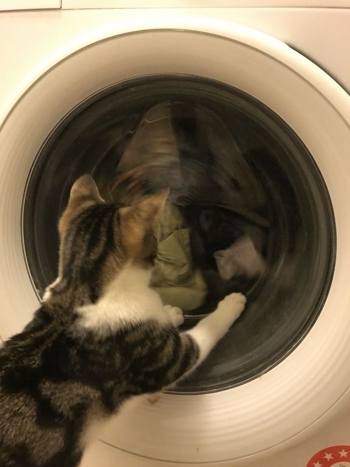 People Are Sharing Pics Of Their Cats Acting Weird (Add Yours)