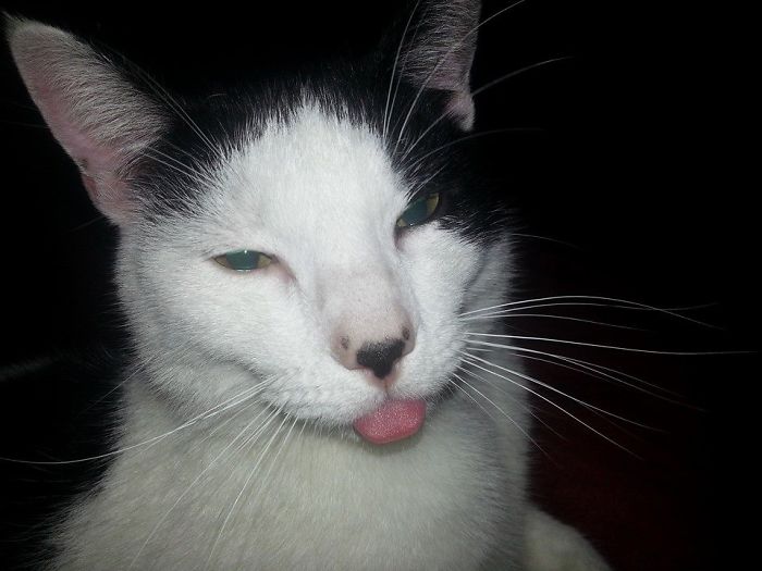 People Are Sharing Pics Of Their Cats Acting Weird (Add Yours)
