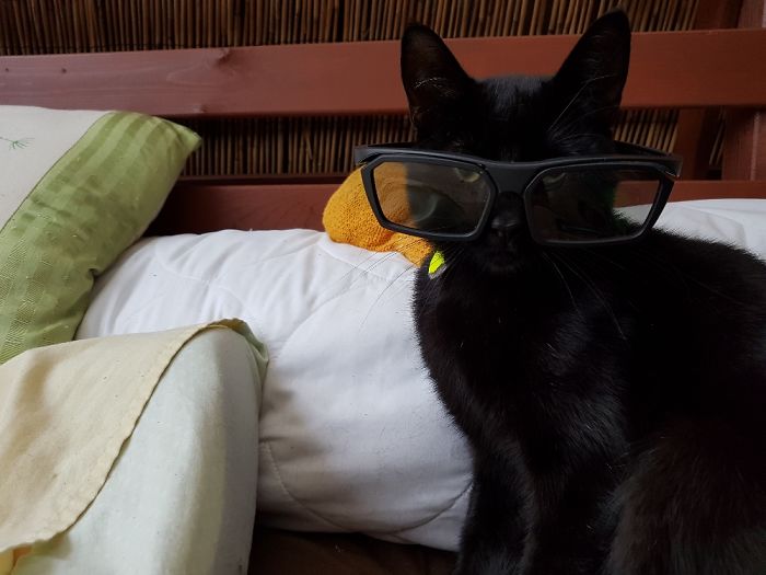 People Are Sharing Pics Of Their Cats Acting Weird (Add Yours)