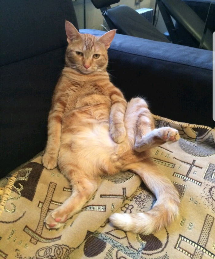 People Are Sharing Pics Of Their Cats Acting Weird (Add Yours)