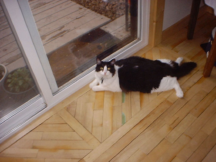 People Are Sharing Pics Of Their Cats Acting Weird (Add Yours)