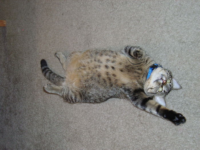 People Are Sharing Pics Of Their Cats Acting Weird (Add Yours)