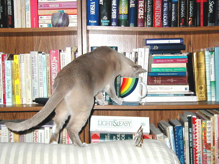 People Are Sharing Pics Of Their Cats Acting Weird (Add Yours)