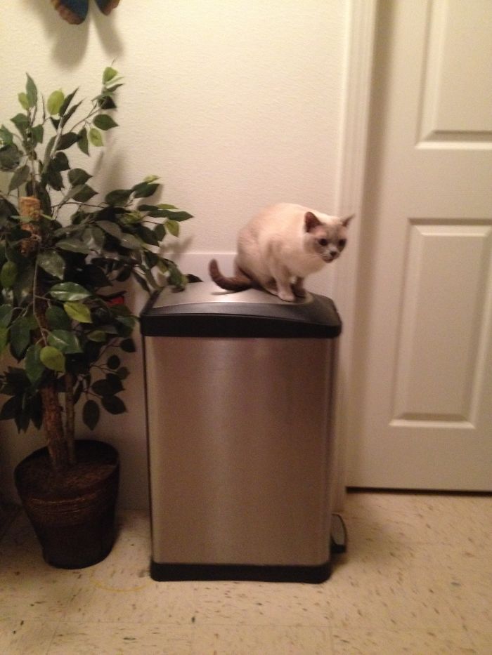 People Are Sharing Pics Of Their Cats Acting Weird (Add Yours)