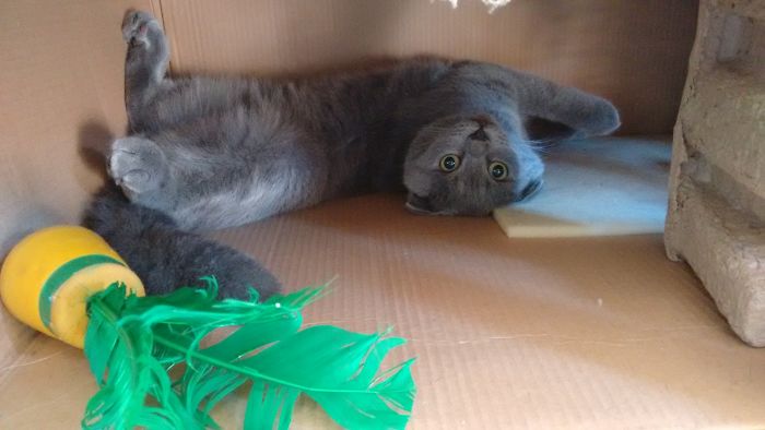 People Are Sharing Pics Of Their Cats Acting Weird (Add Yours)