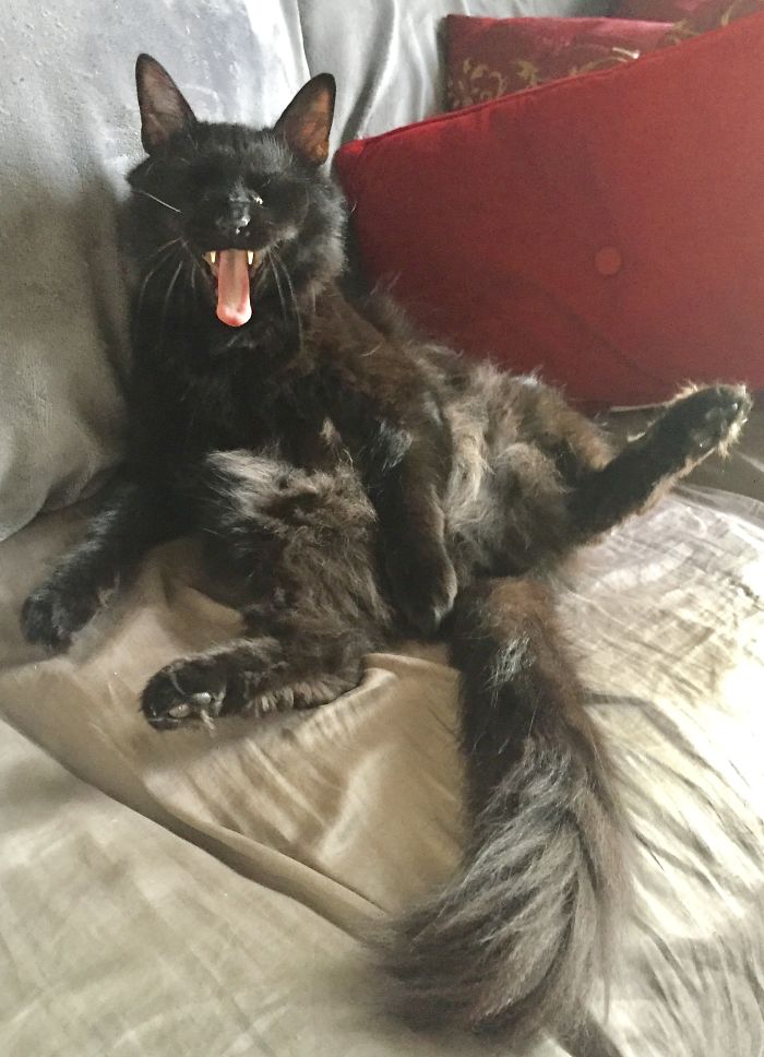 People Are Sharing Pics Of Their Cats Acting Weird (Add Yours)
