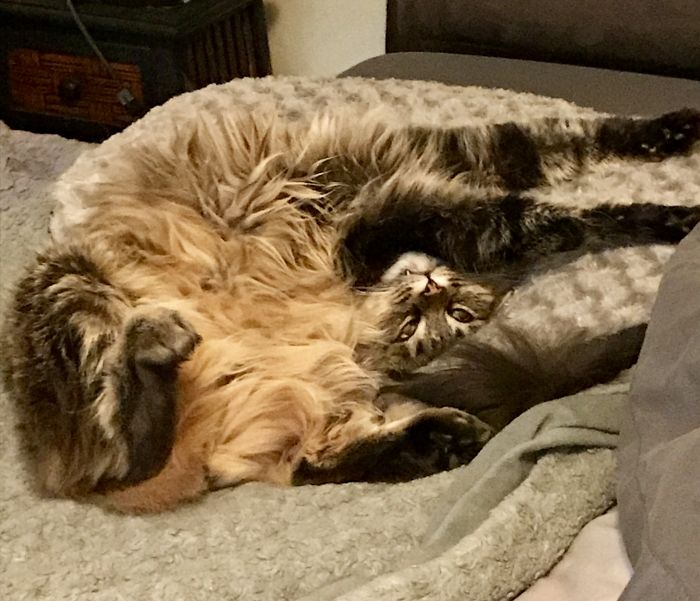 People Are Sharing Pics Of Their Cats Acting Weird (Add Yours)