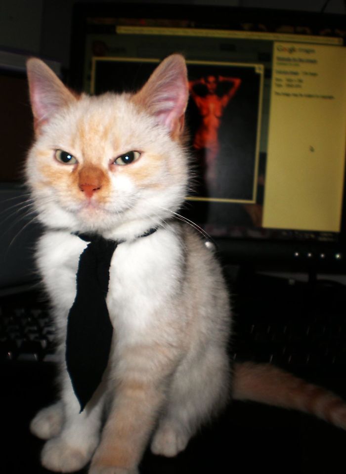 People Are Sharing Pics Of Their Cats Acting Weird (Add Yours)