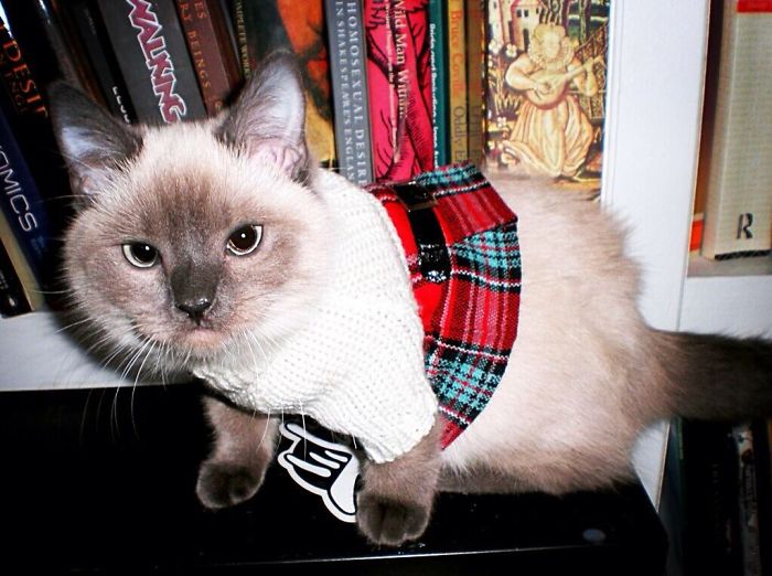 People Are Sharing Pics Of Their Cats Acting Weird (Add Yours)