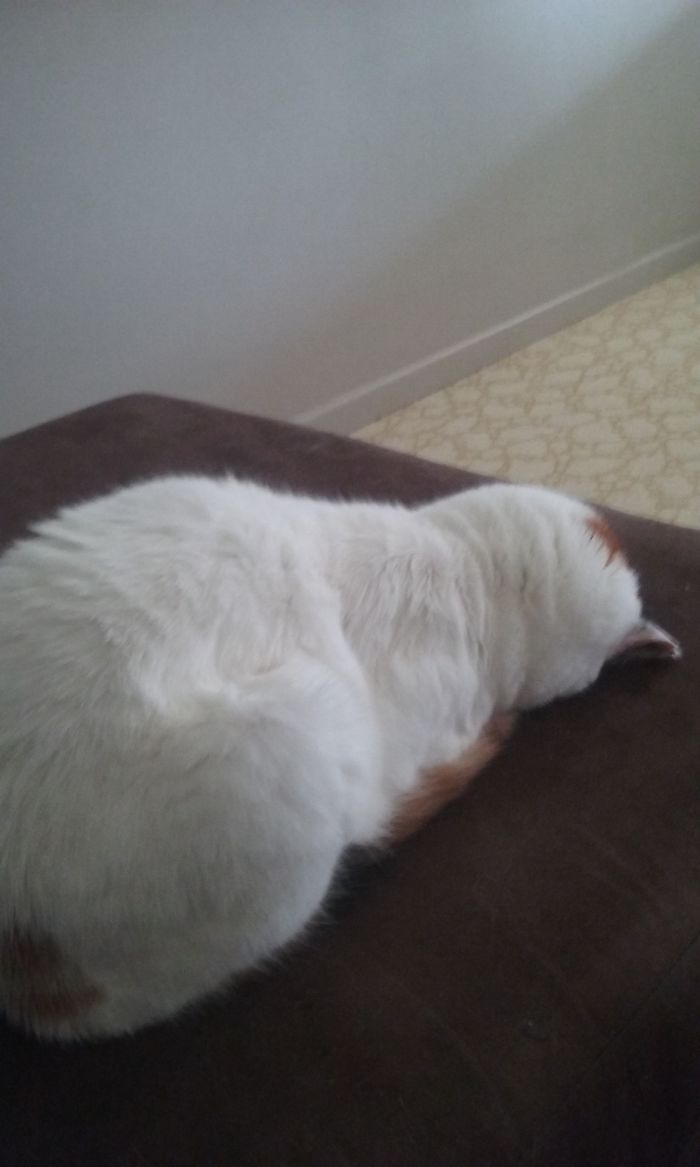 People Are Sharing Pics Of Their Cats Acting Weird (Add Yours)