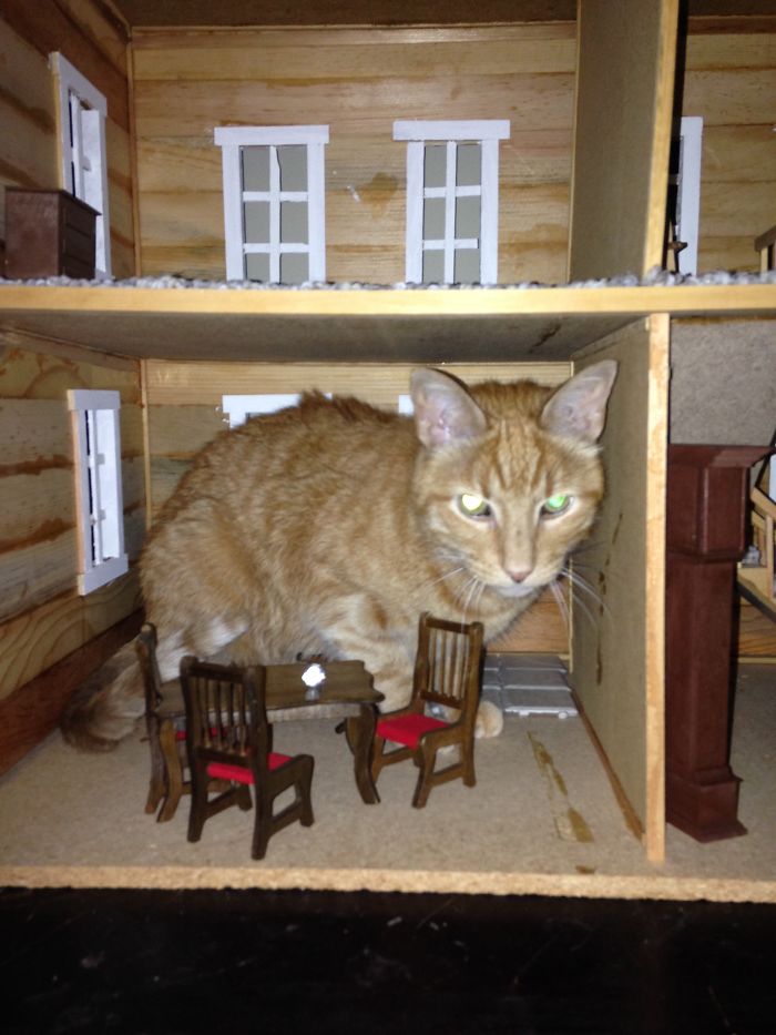 People Are Sharing Pics Of Their Cats Acting Weird (Add Yours)