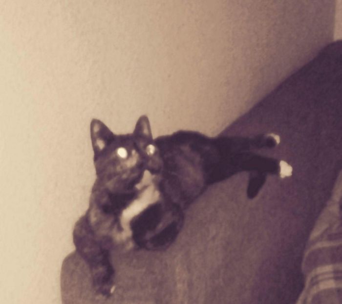 People Are Sharing Pics Of Their Cats Acting Weird (Add Yours)