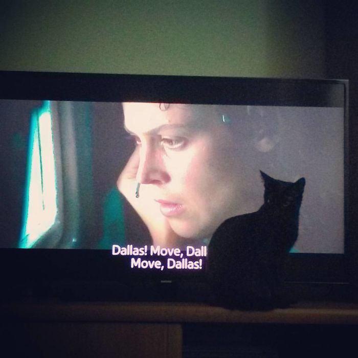 People Are Sharing Pics Of Their Cats Acting Weird (Add Yours)