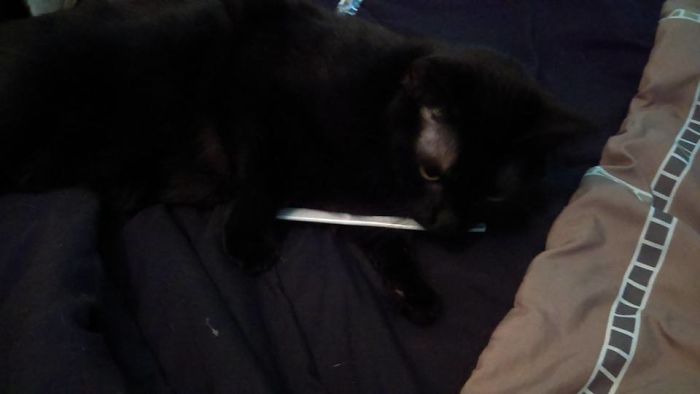 People Are Sharing Pics Of Their Cats Acting Weird (Add Yours)