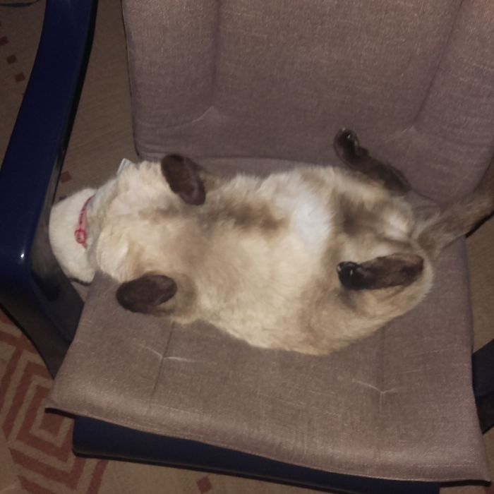 People Are Sharing Pics Of Their Cats Acting Weird (Add Yours)