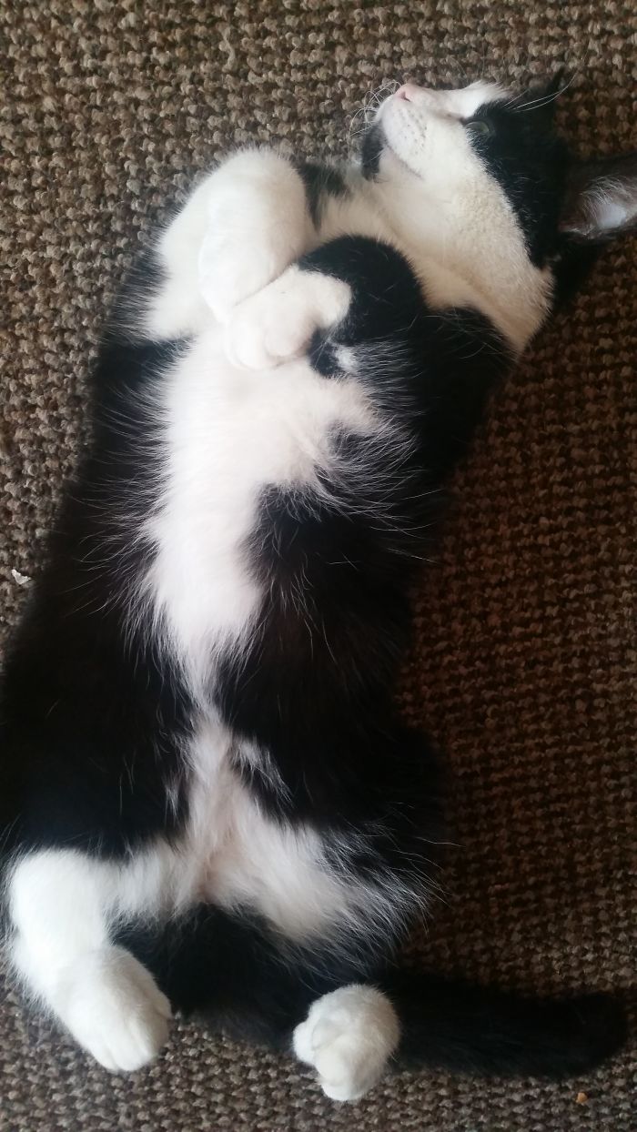 People Are Sharing Pics Of Their Cats Acting Weird (Add Yours)