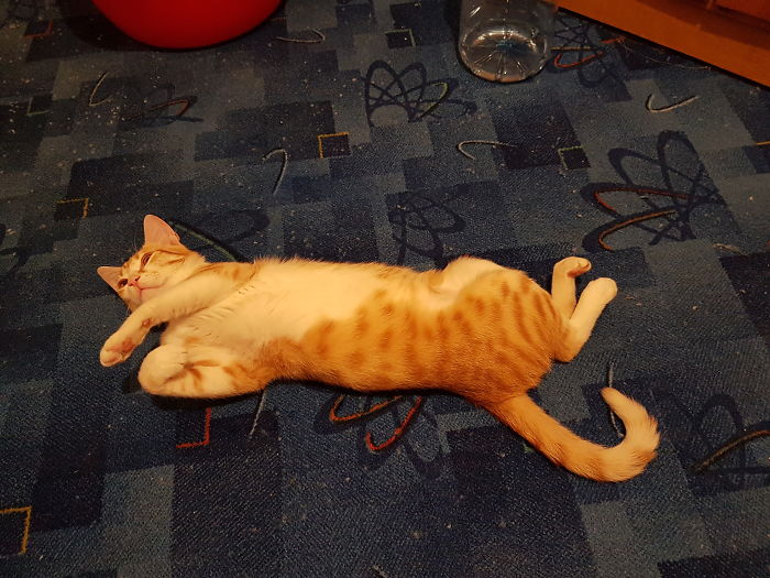 People Are Sharing Pics Of Their Cats Acting Weird (Add Yours)