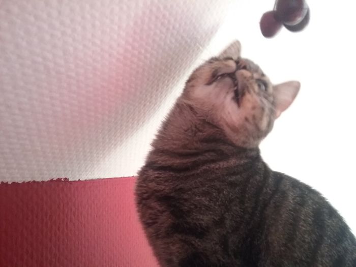 People Are Sharing Pics Of Their Cats Acting Weird (Add Yours)