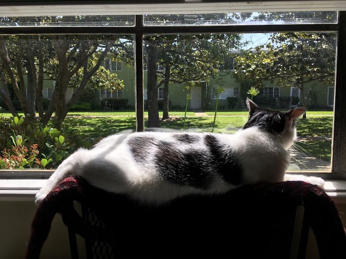 People Are Sharing Pics Of Their Cats Acting Weird (Add Yours)