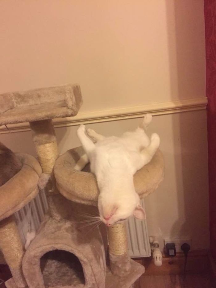 People Are Sharing Pics Of Their Cats Acting Weird (Add Yours)