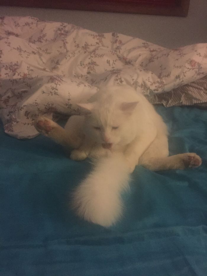 People Are Sharing Pics Of Their Cats Acting Weird (Add Yours)