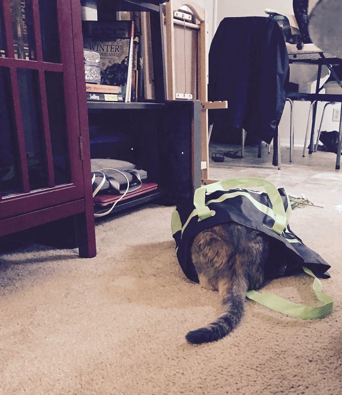 People Are Sharing Pics Of Their Cats Acting Weird (Add Yours)