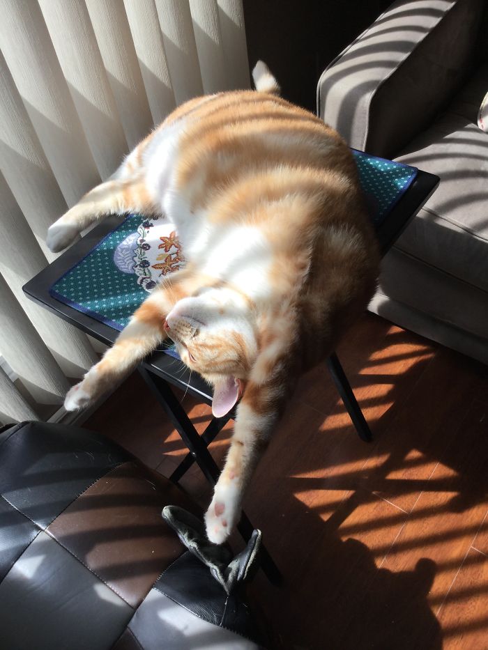 People Are Sharing Pics Of Their Cats Acting Weird (Add Yours)