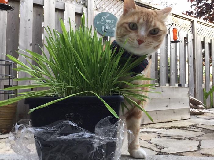 People Are Sharing Pics Of Their Cats Acting Weird (Add Yours)