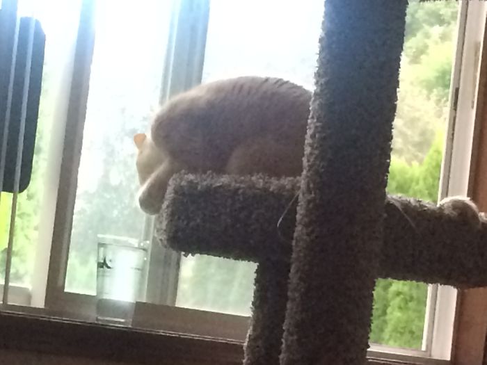 People Are Sharing Pics Of Their Cats Acting Weird (Add Yours)