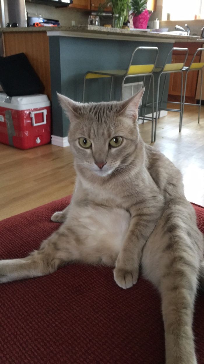 People Are Sharing Pics Of Their Cats Acting Weird (Add Yours)