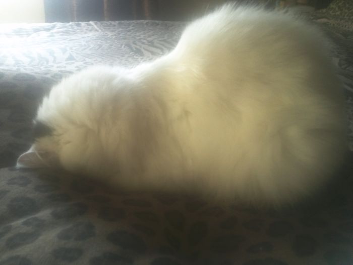 People Are Sharing Pics Of Their Cats Acting Weird (Add Yours)