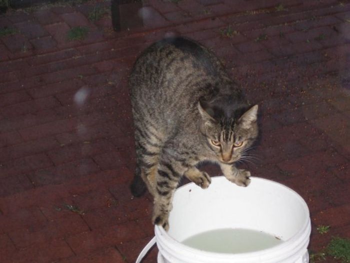 People Are Sharing Pics Of Their Cats Acting Weird (Add Yours)