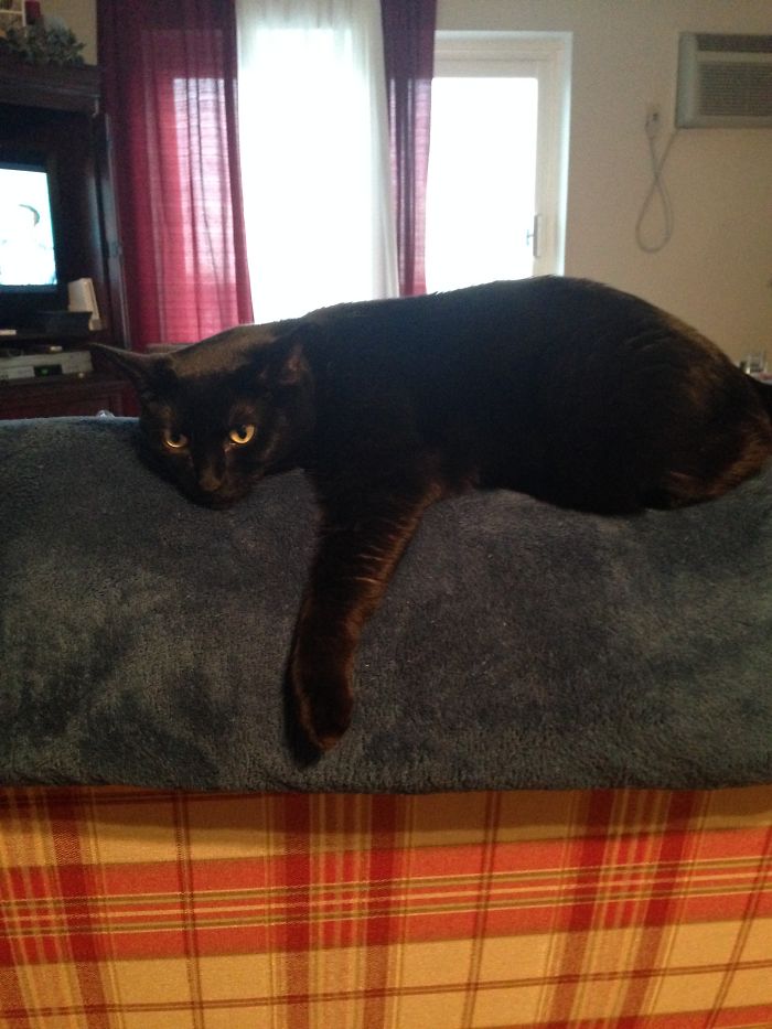 People Are Sharing Pics Of Their Cats Acting Weird (Add Yours)