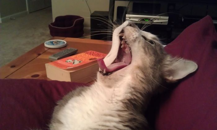 People Are Sharing Pics Of Their Cats Acting Weird (Add Yours)