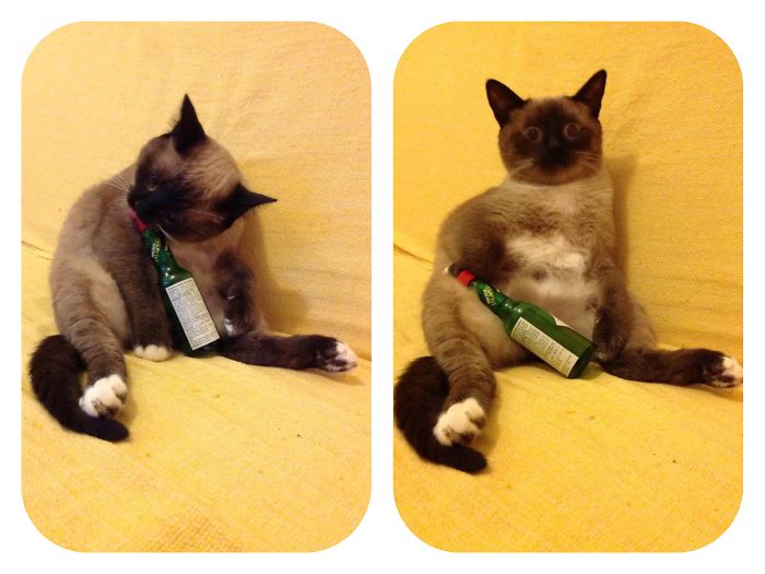 People Are Sharing Pics Of Their Cats Acting Weird (Add Yours)