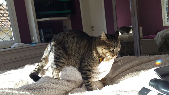 People Are Sharing Pics Of Their Cats Acting Weird (Add Yours)