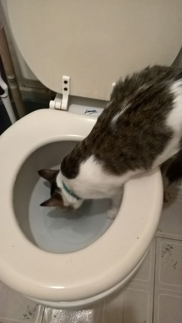 People Are Sharing Pics Of Their Cats Acting Weird (Add Yours)