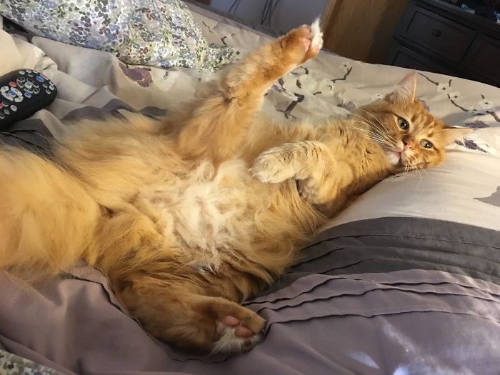 People Are Sharing Pics Of Their Cats Acting Weird (Add Yours)